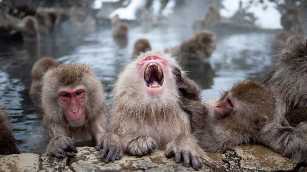 Laughing Monkey in Snowy Onsen