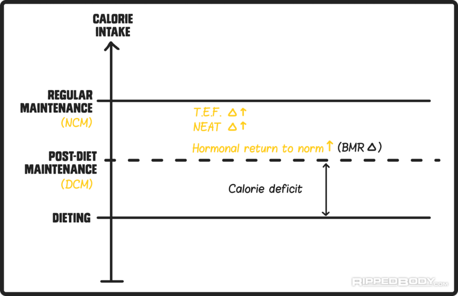 How to Find Maintenance Calories After Dieting (or Bulking)