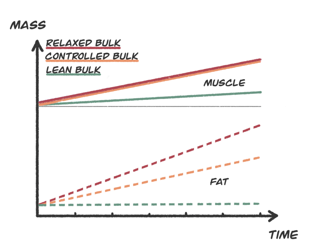 Bulking phase muscle building vs fat gain comparisons
