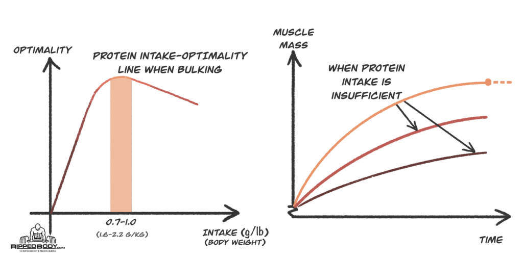 Bulking Mistake - Insufficient Protein Intake