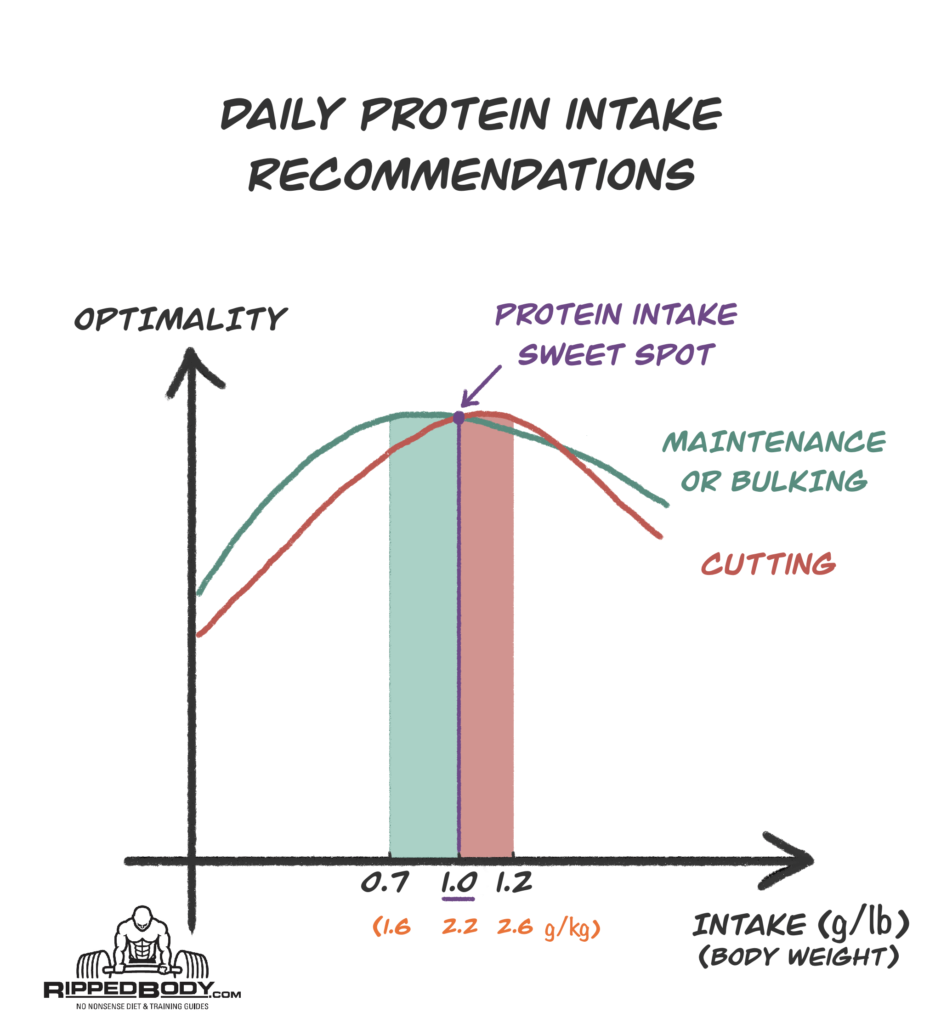 Daily protein intake recommendations when cutting and bulking