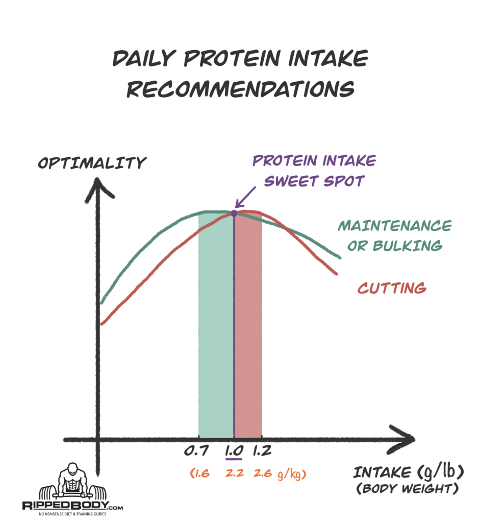 dagliga rekommendationer för proteinintag vid skärning och bulking