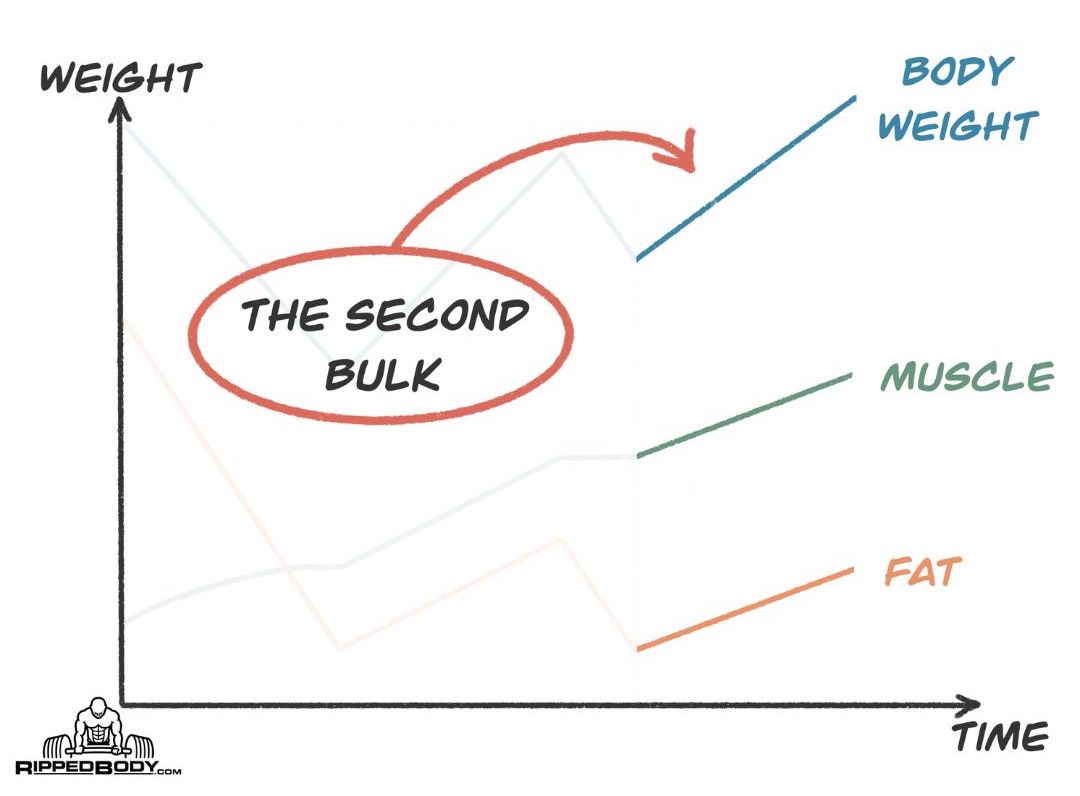 How Bulk and Cut Cycles Should Look