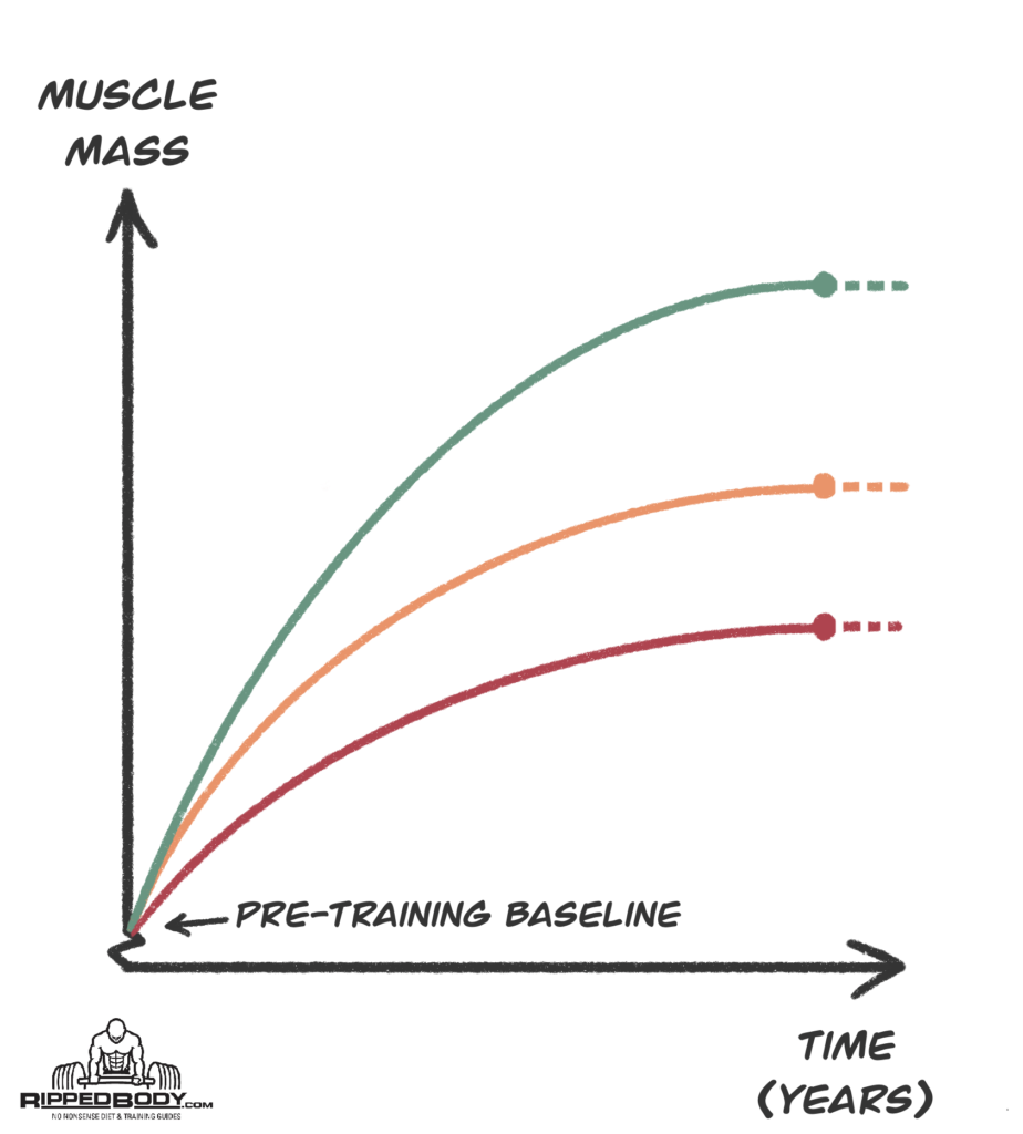 The Effect of Genetic Difference on the Path to Maximum Muscular Potential