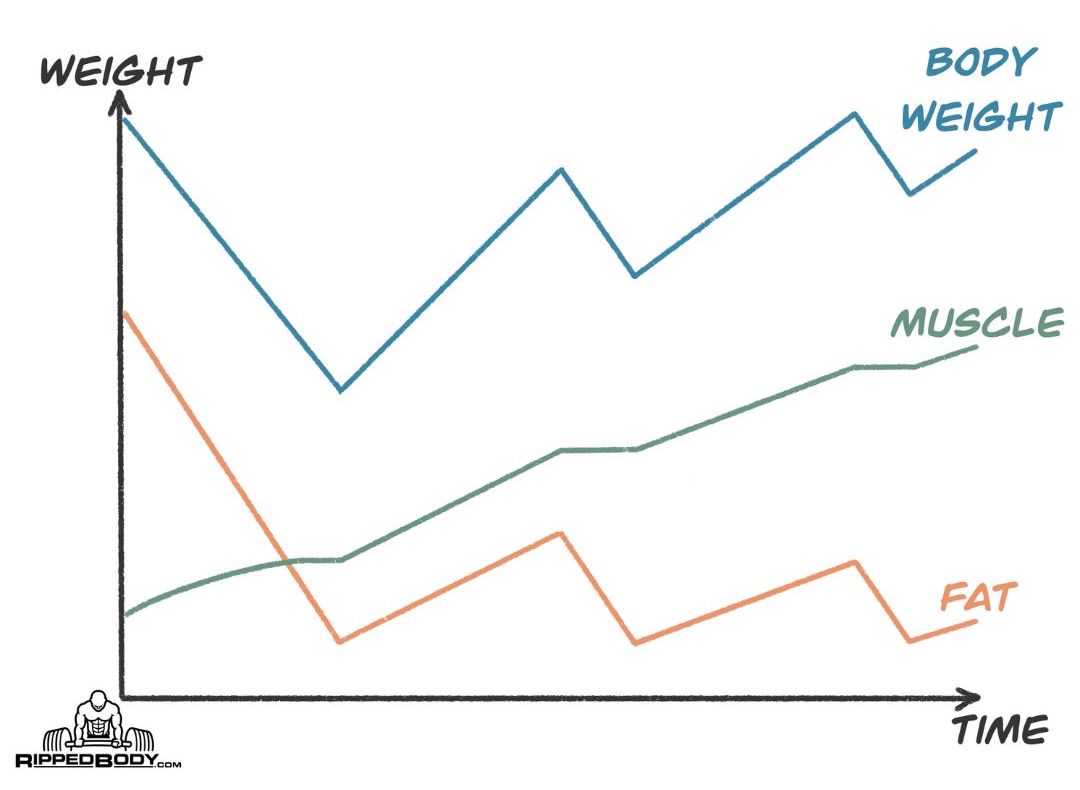 How Bulk and Cut Cycles Should Look